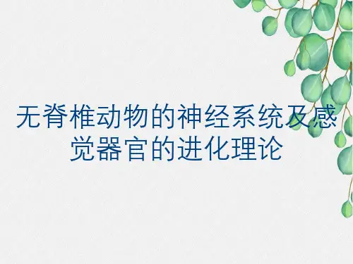 无脊椎动物的神经系统及感觉器官的进化理论