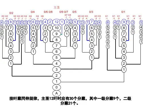 水稻分蘖规律图