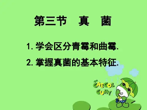 真菌PPT课件13 人教版