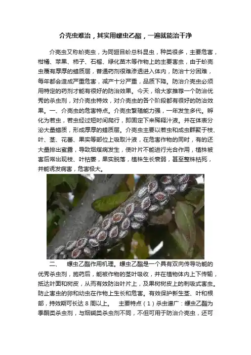 介壳虫难治，其实用螺虫乙酯，一遍就能治干净