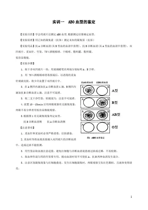 实训一  ABO血型的鉴定