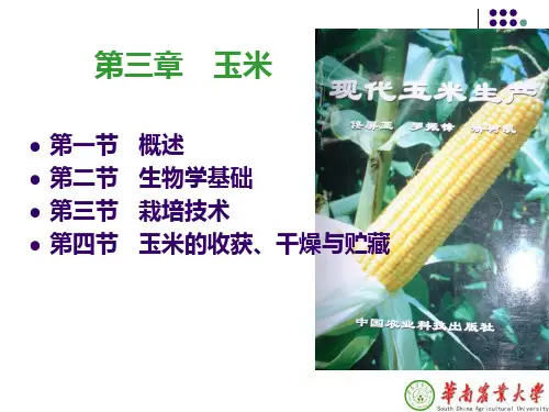 第六章 玉米