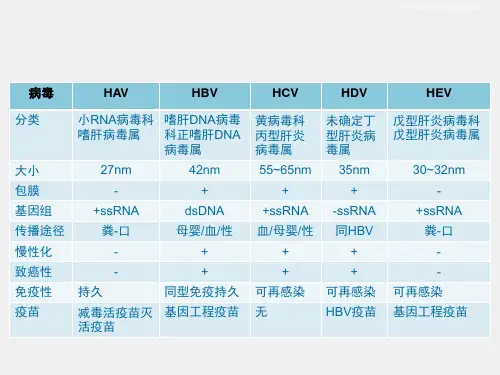 医学免疫学与微生物学课件18第31章肝炎病毒