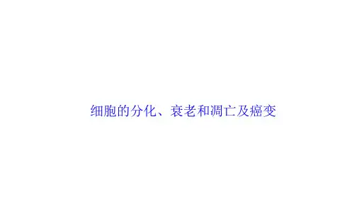 细胞的增殖、衰老和凋亡 课件