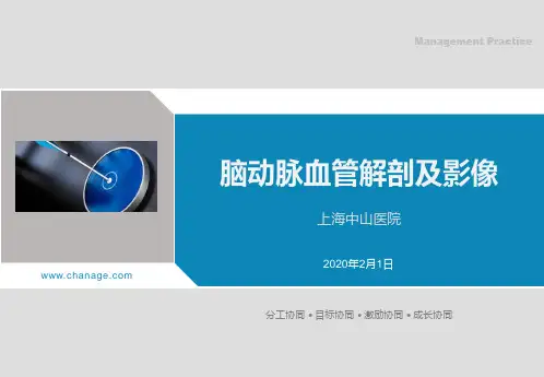 脑动脉解剖