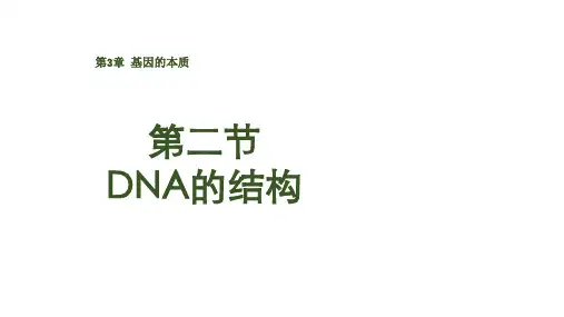 DNA的结构ppt课件