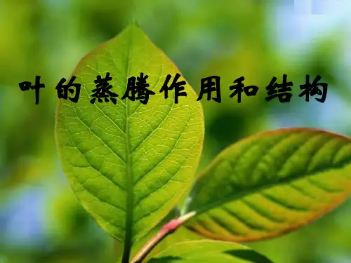 3.5叶的蒸腾作用和结构
