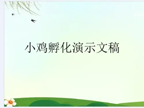 小鸡孵化演示文稿