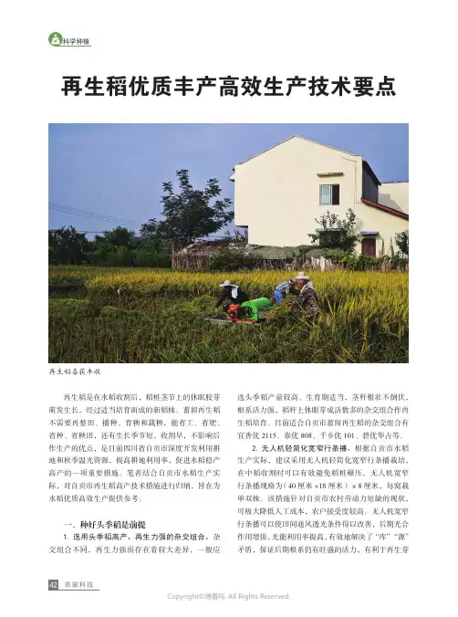 再生稻优质丰产高效生产技术要点