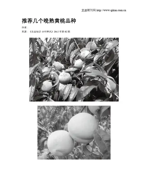 推荐几个晚熟黄桃品种