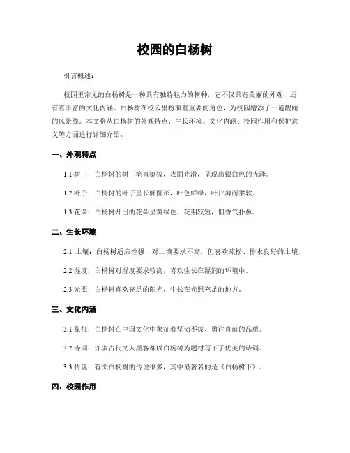 校园的白杨树