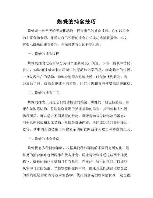 蜘蛛的捕食技巧