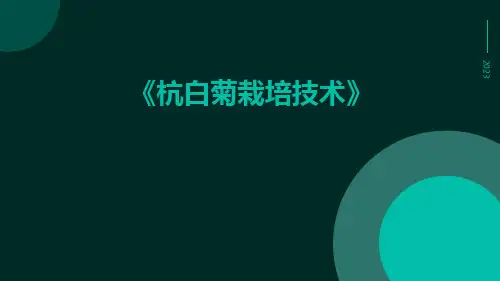 杭白菊栽培技术