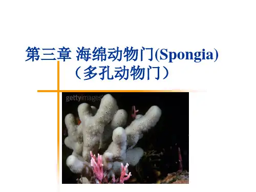 4.第三章 多孔动物