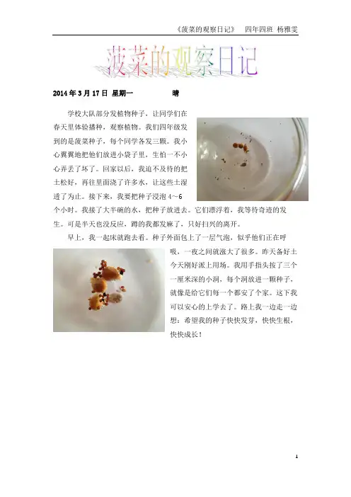 菠菜的生长日记201405.