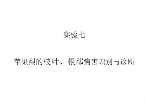 实验七苹果梨的枝叶,根部病害识别与诊断
