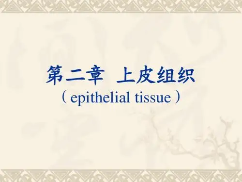 上皮组织