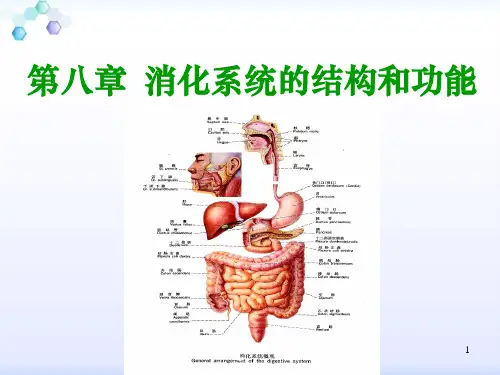 消化系统结构功能ppt课件