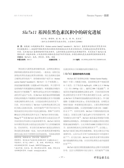 Slc7a11基因在黑色素沉积中的研究进展