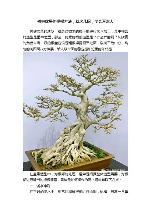 树桩盆景的提根方法，就这几招，学会不求人