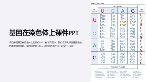 基因在染色体上课件PPT