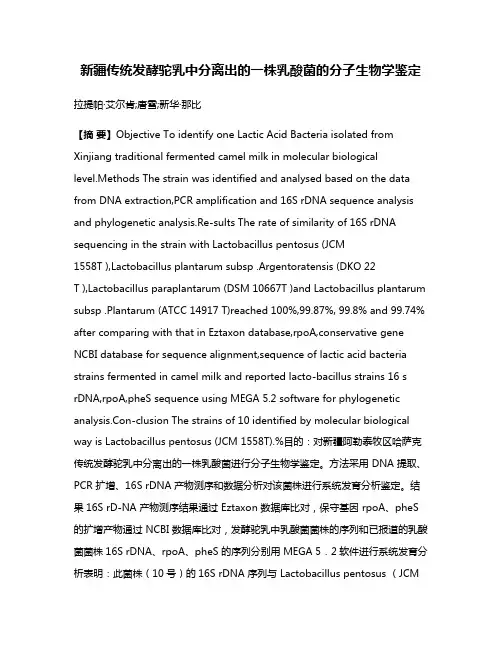 新疆传统发酵驼乳中分离出的一株乳酸菌的分子生物学鉴定