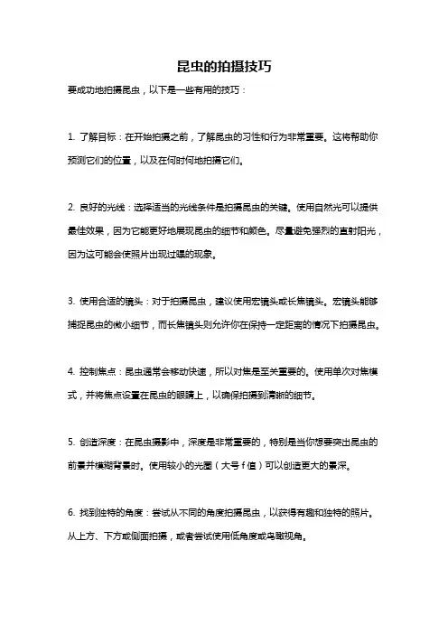 昆虫的拍摄技巧