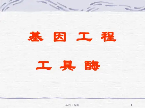 基因工程酶课件