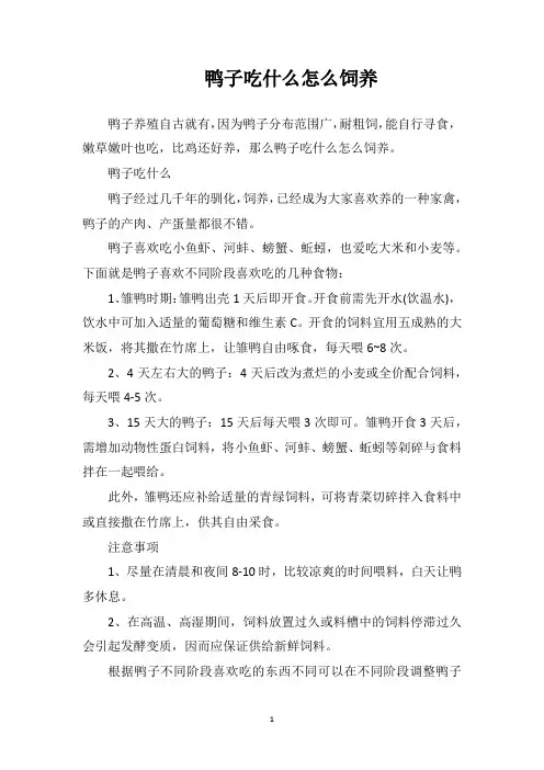 鸭子吃什么？怎么饲养
