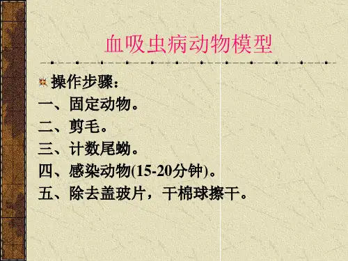血吸虫病动物模型.ppt