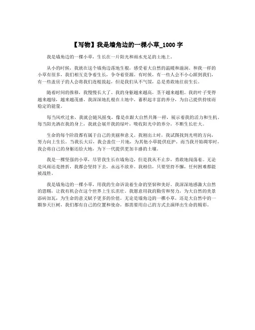 【写物】我是墙角边的一棵小草_1000字
