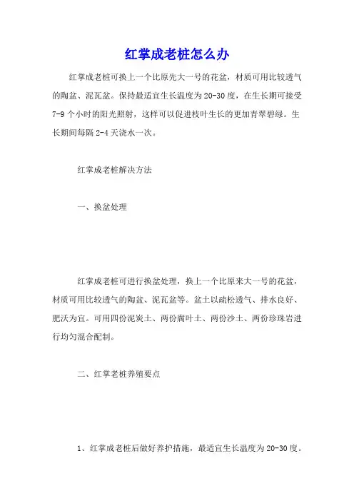 红掌成老桩怎么办