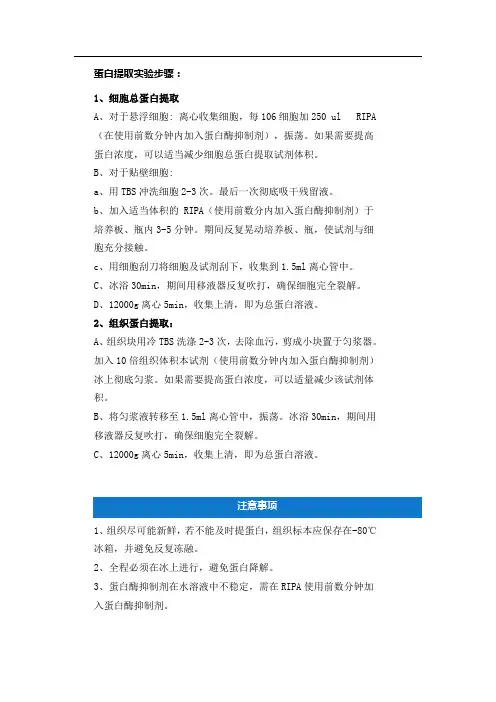 蛋白提取实验步骤