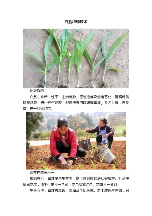 白芨种植技术