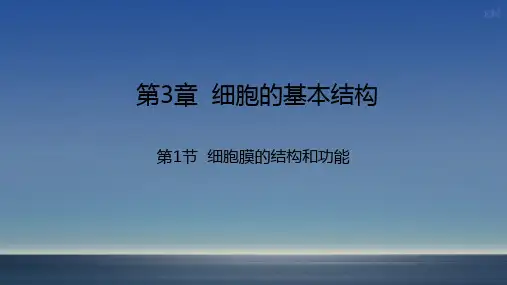 人教版2019高中生物必修一分子与细胞3.1细胞膜的结构和功能(共24张PPT、1份视频).ppt