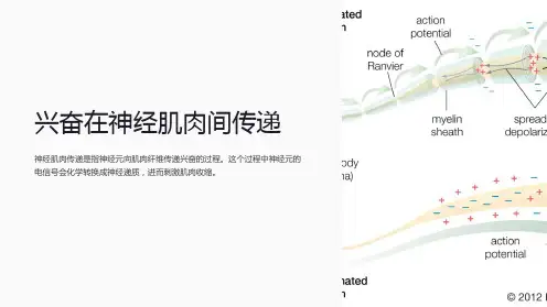 兴奋在神经肌肉间传递