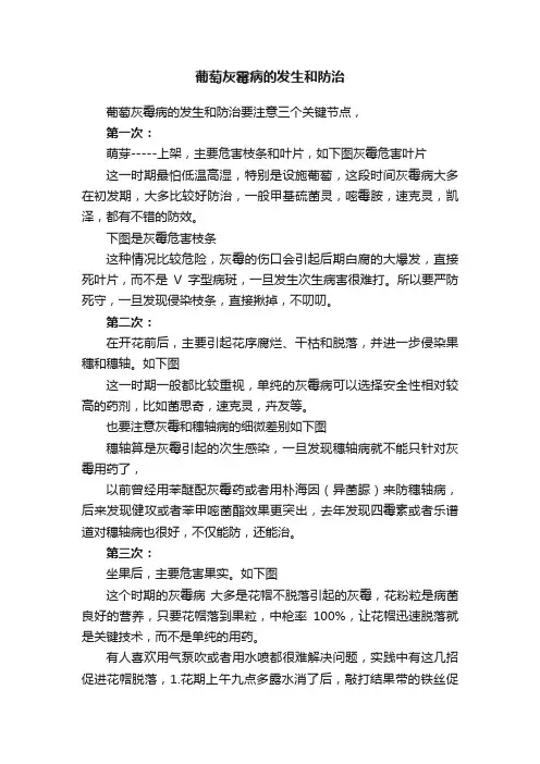 葡萄灰霉病的发生和防治