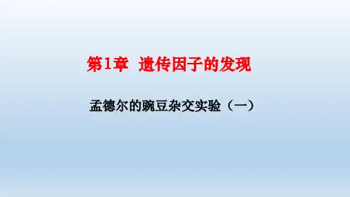 人教版必修2生物：1.1 孟德尔的豌豆杂交实验(一)  课件(共34张PPT)