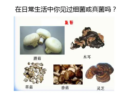 5.4.1细菌和真菌的分布 课件人教版生物八年级上册