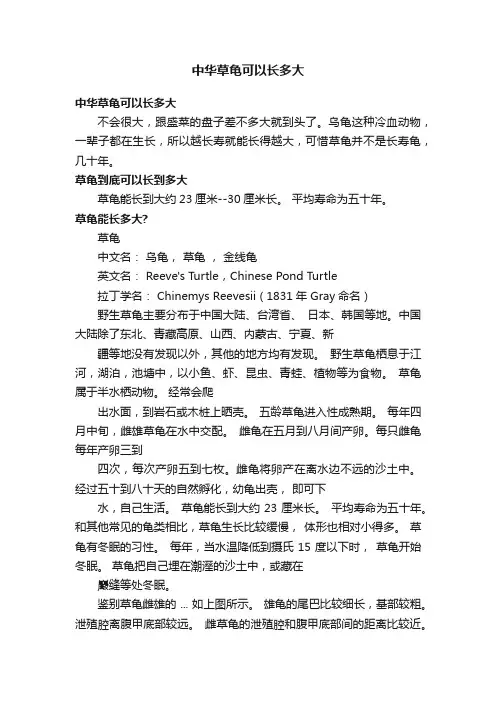 中华草龟可以长多大