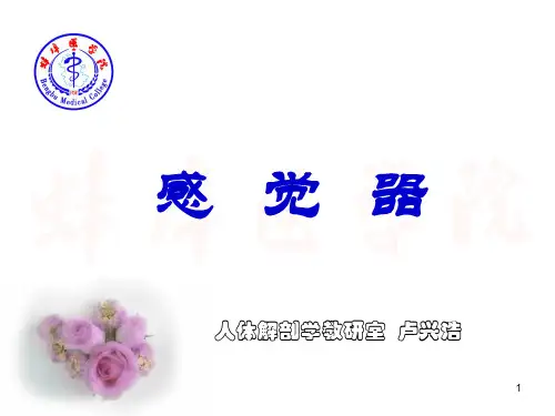 系统解剖学感觉器课件