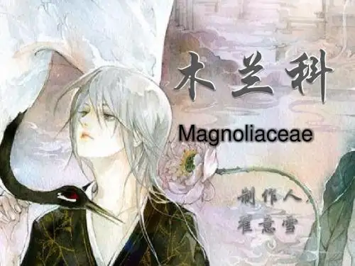 木兰科课件