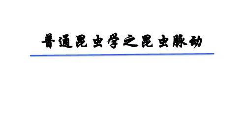 14昆虫的胸足