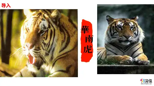 课件2：第28课 华南虎