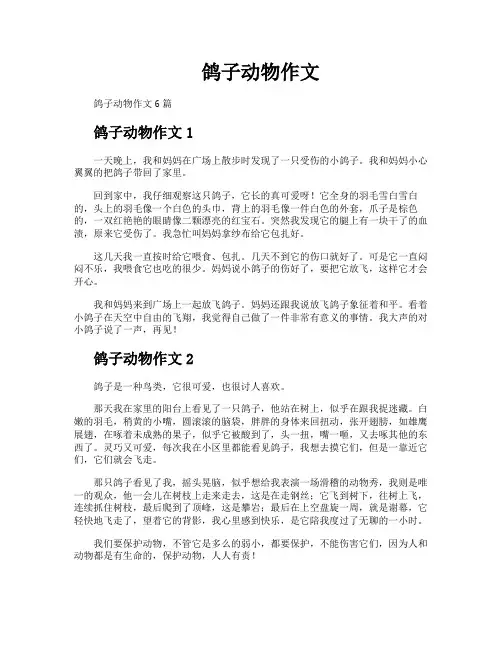 鸽子动物作文