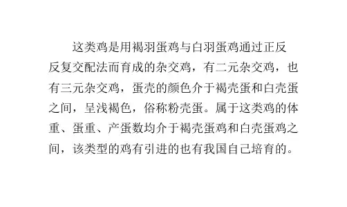 粉壳蛋系鸡及其性能介绍