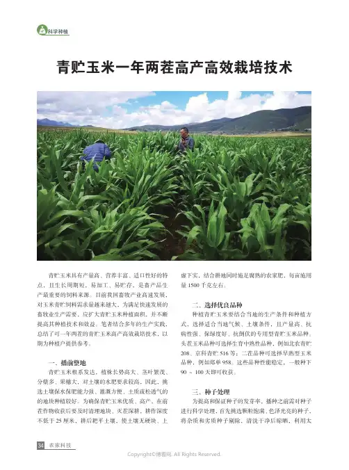 青贮玉米一年两茬高产高效栽培技术