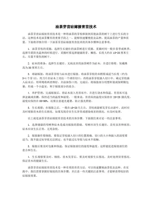 油茶芽苗砧嫁接育苗技术