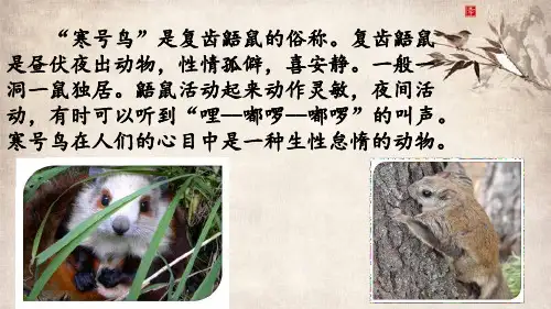 统编版二年级上册语文13.寒号鸟课件(共23张ppt)