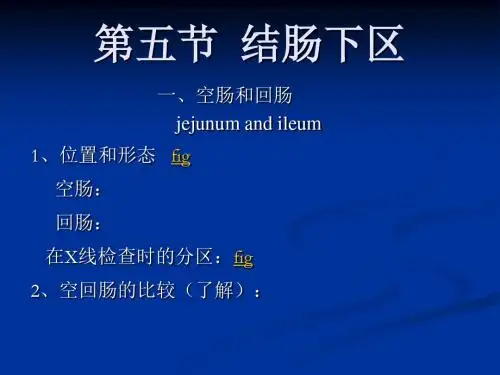 局部解剖教案第五节结肠下区